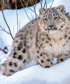 Snow Leopard Diamond Painting