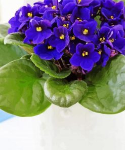 Aesthetic African Violets Diamond Painting