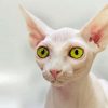 Beautiful Eyes Hairless Cat Diamond Painting