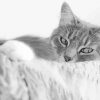 Black And White Fluffy Kitty Diamond Painting