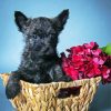 Black Cairn Terrier With Flowers Diamond Painting
