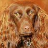 Brown Boykin Spaniel Dog Diamond Painting