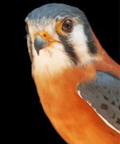 Close Up Kestrel Bird Diamond Painting