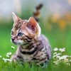 Cute Kitten Tiger Diamond Painting