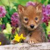 Cute Wolf Cub Diamond Painting