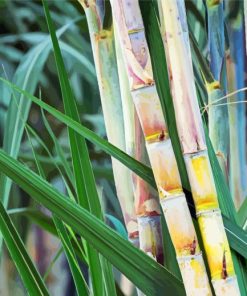 Sugarcane Plant Diamond Painting