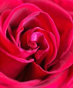 Wonderful Rose Flower Close Up Diamond Painting