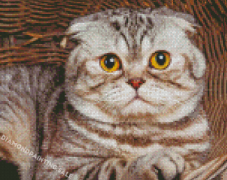 Adorable Fold Ear Cat Diamond Painting