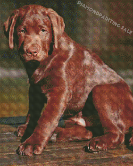 Chocolate Labrador Dog Diamond Painting