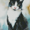 BicolBicolor Cat Art Diamond Paintingor Cat Art Diamond Painting