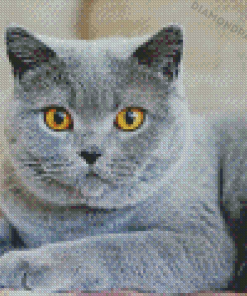 Fluffy Grey Cat Diamond Painting