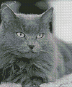 Fluffy Grey kitten Diamond Painting