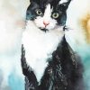 Bicolor Cat Art Diamond Painting
