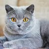 Fluffy Grey Cat Diamond Painting