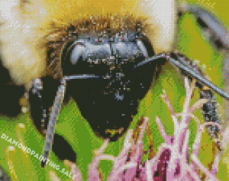Close Up Bumble Bee Insect Diamond Painting
