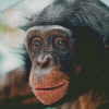 Bonobo Monkey Art Diamond Painting