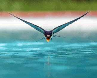 Swallow Bird Flying Diamond Painting