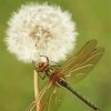 Aesthetic Dragonfly And Dandelion Diamond Painting