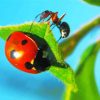 Ant And Ladybug Diamond Painting