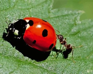 Ant And Red Ladybug Diamond Painting