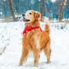 Beige Winter Dog Diamond Painting