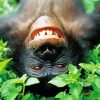 Bonobo Monkey Smiling Diamond Painting