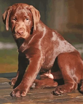 Chocolate Labrador Dog Diamond Painting
