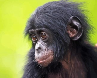 Cute Baby Bonobo Diamond Painting