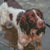 Springer Spaniel In Water Diamond Painting