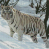 White Siberian Tiger Diamond Painting