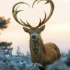 Beautiful Deer Heart Diamond Painting