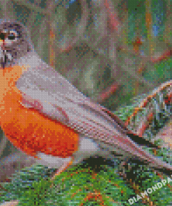American Robin Birds Diamond Painting