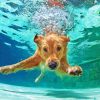 Dog In Water Diamond Painting