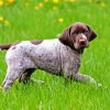 German Shorthaired Pointer Puppy Diamond Painting