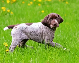 German Shorthaired Pointer Puppy Diamond Painting