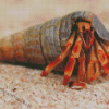 Hermit Crab Diamond Painting