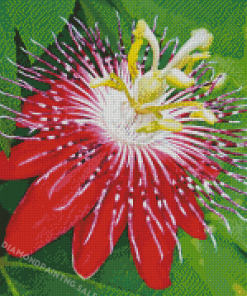 Red Passion Flower Diamond Painting