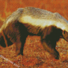 Honey Badger Animal Diamond Painting