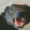 Honey Badger Head Diamond Painting