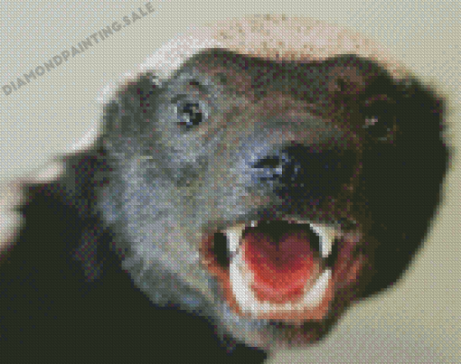 Honey Badger Head Diamond Painting