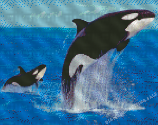 Orcas Diamond Painting