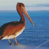 Pelican Bird Diamond Painting