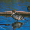 Northern Pintail Duck Bird Diamond Painting