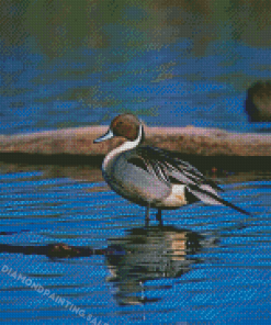 Northern Pintail Duck Bird Diamond Painting