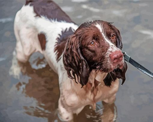 Springer Spaniel In Water Diamond Painting