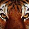 Tiger Eyes Animal Diamond Painting