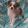 Toy Aussie Animal Dog Diamond Painting