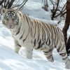 White Siberian Tiger Diamond Painting