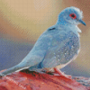 Diamond Dove Bird Diamond Painting