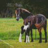 Horse And Foal Diamond Painting